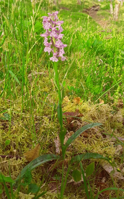 Dactylorhiza romana in una splendida variabilit - provincia di Caserta marzo 2019